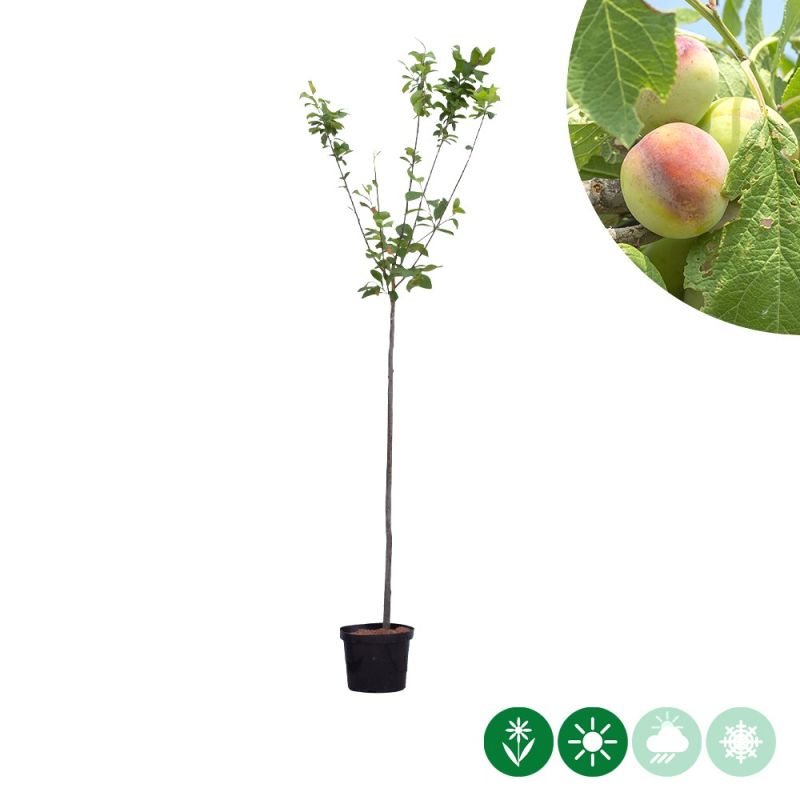 Prunus Opal