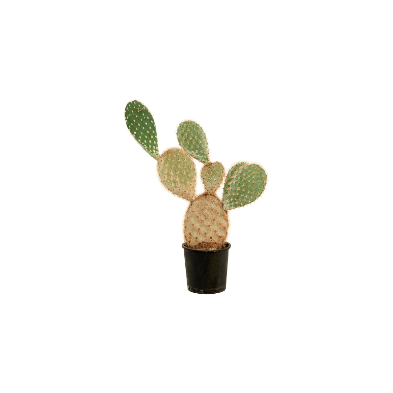 Opuntia galapageia