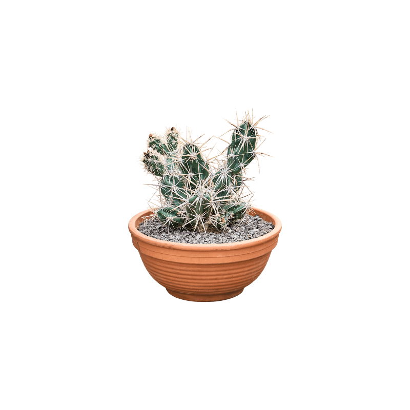 Opuntia invicta