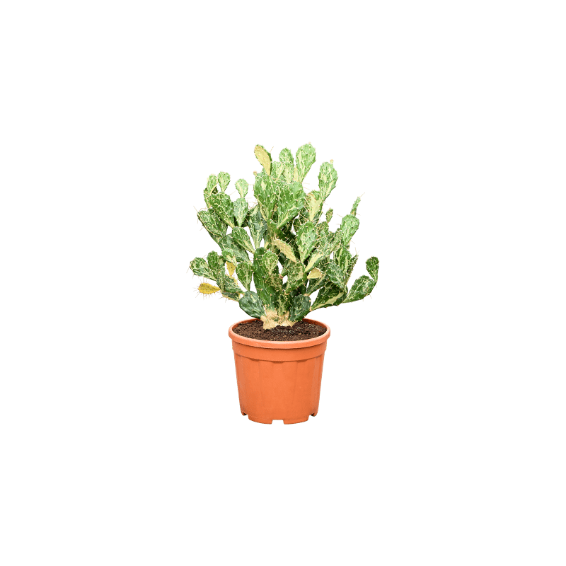 Opuntia Ghost