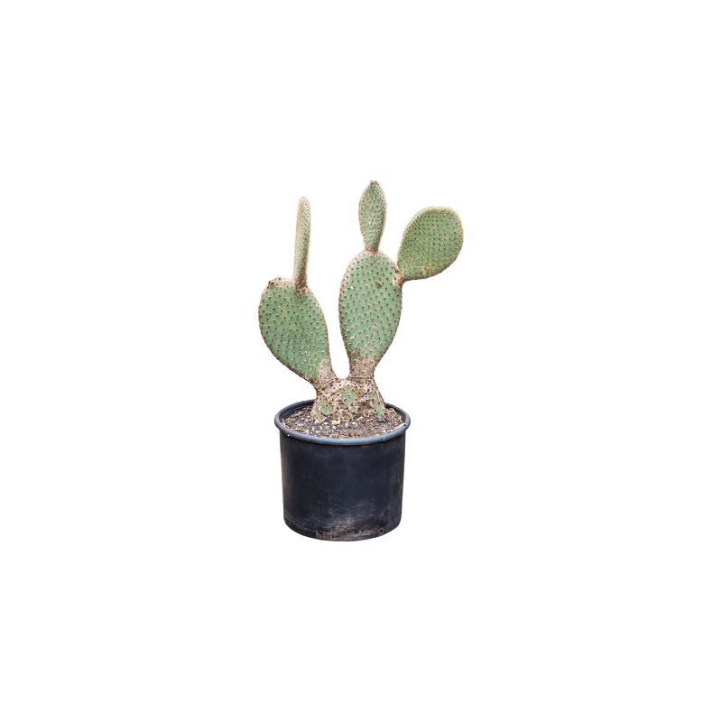 Opuntia pailana