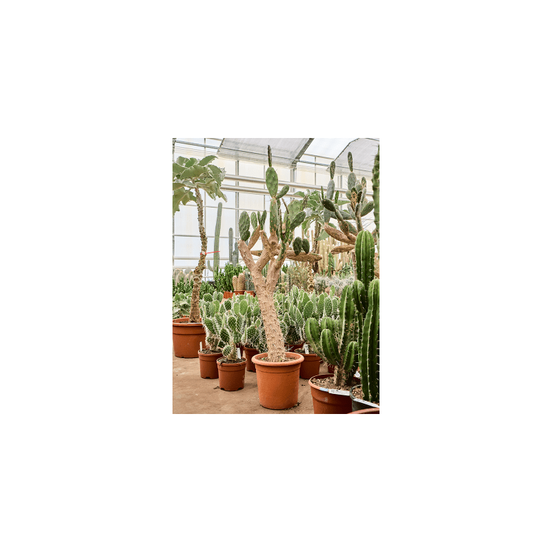 Opuntia quitensis