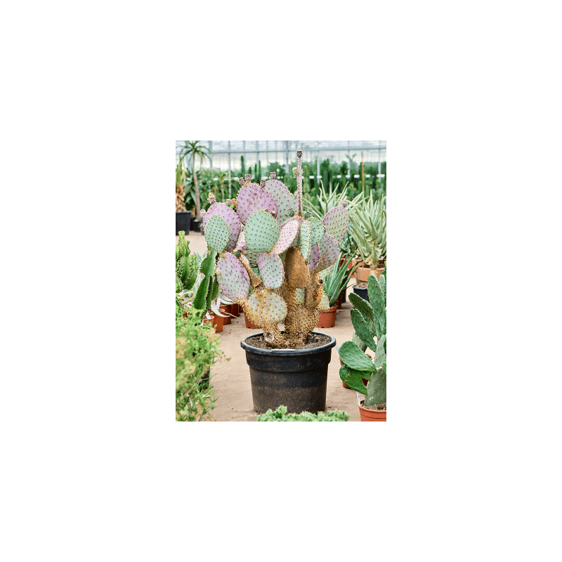 Opuntia santarita
