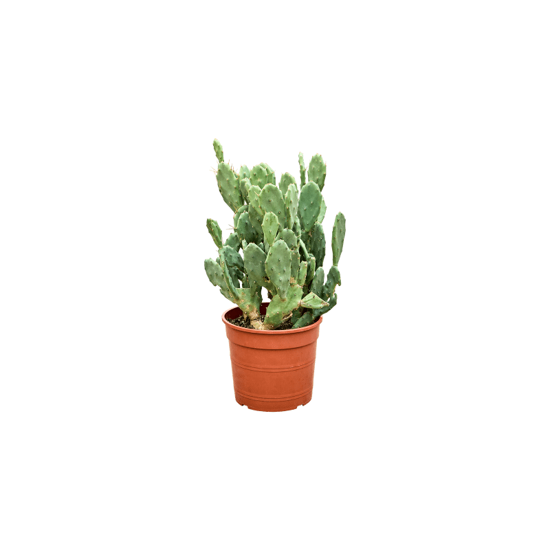 Opuntia seminermis