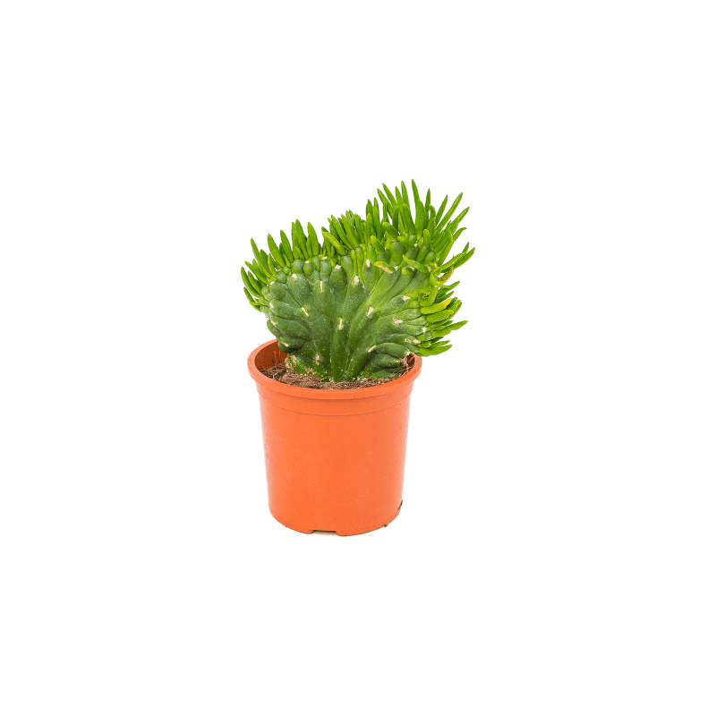 Opuntia subulata