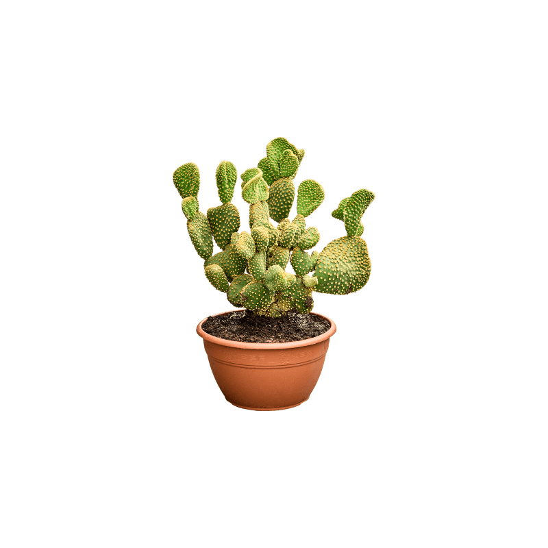Opuntia Undulata