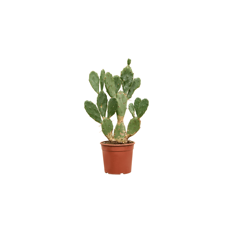Opuntia vulgaris