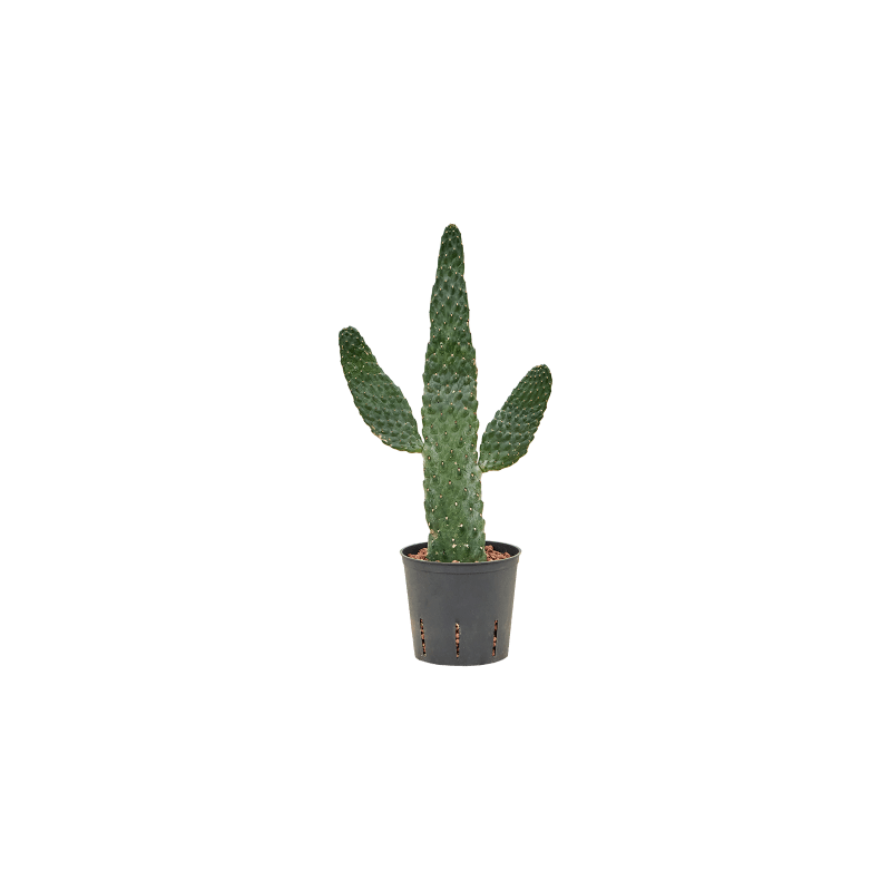 Opuntia consolea 