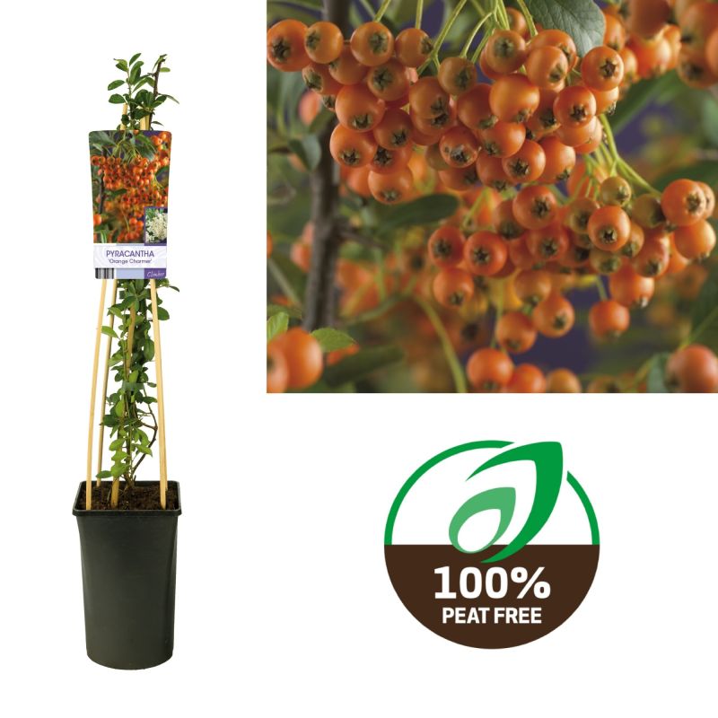 Pyracantha Orange Charmer