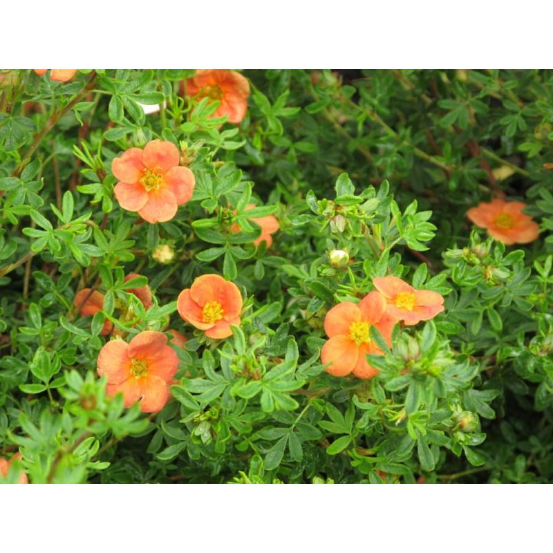 Potentilla Orangeade