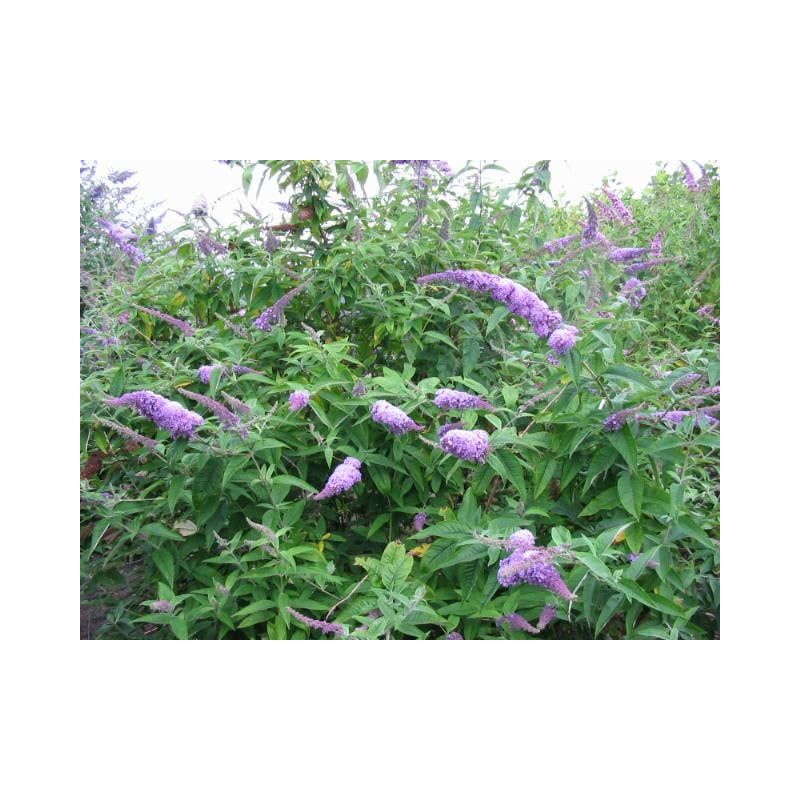 Buddleja Orchid Beauty