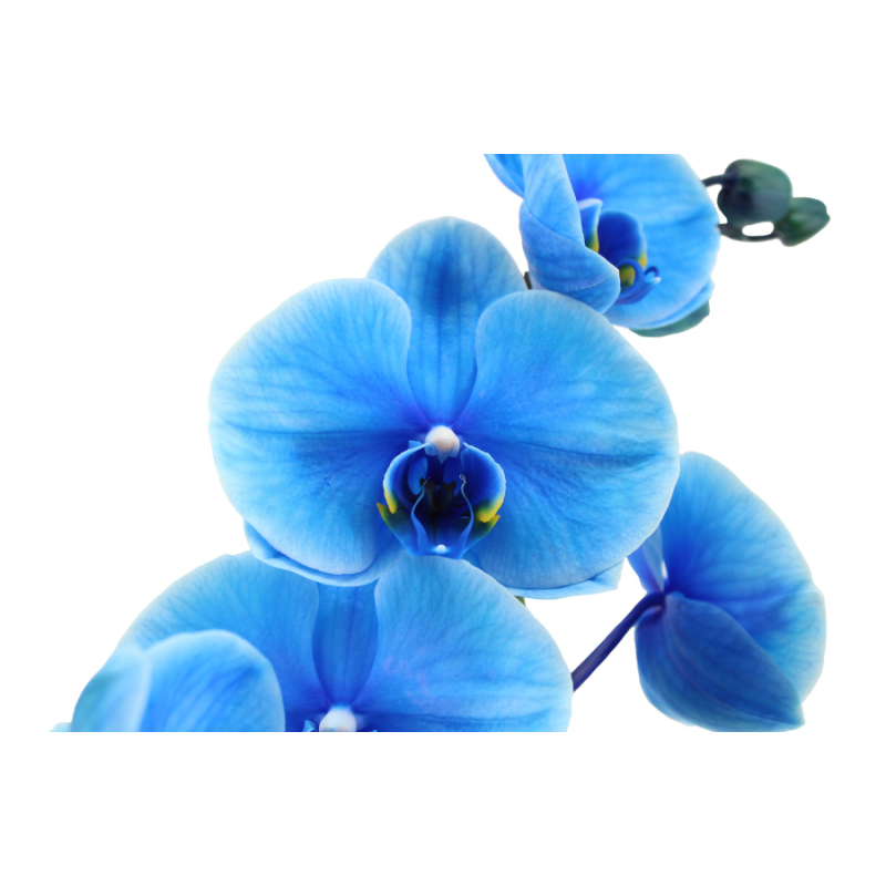 Phalaenopsis blauw