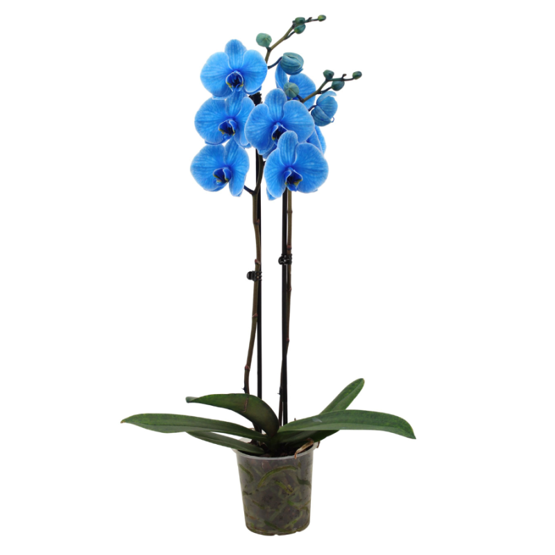 Phalaenopsis blauw