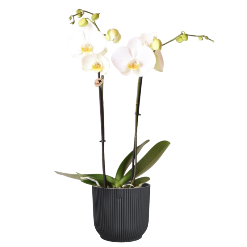 Orchidee wit in Elho Vibes antraciet