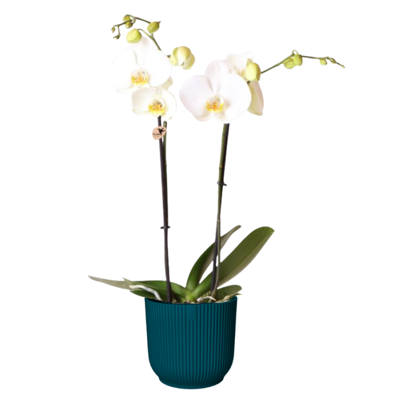Orchidee wit in Elho Vibes blauw