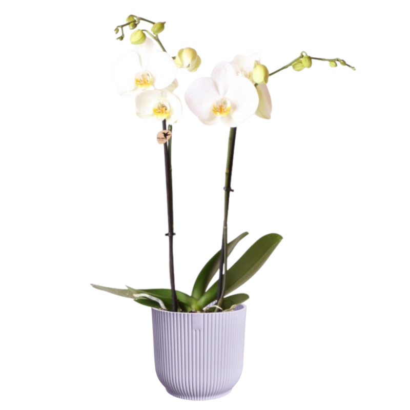 Orchidee wit in Elho Vibes lila