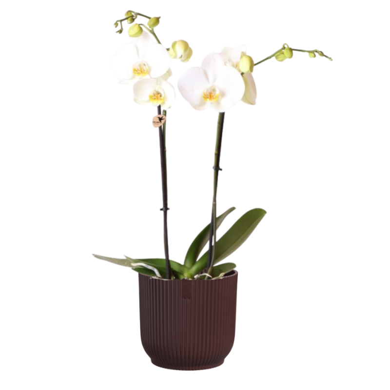 Orchidee wit in Elho Vibes rood