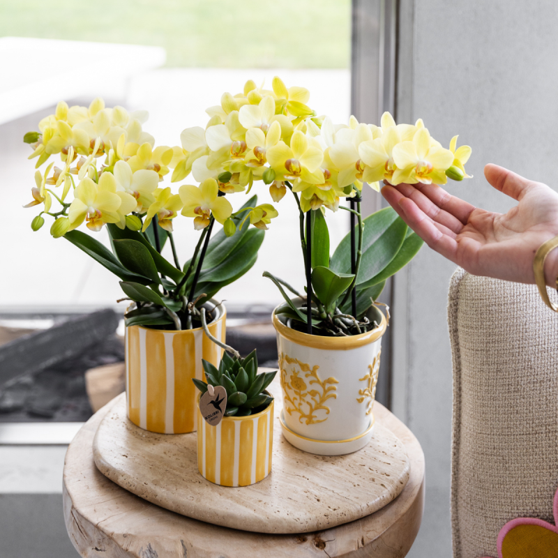 Orchidee in Ivory Elegance geel