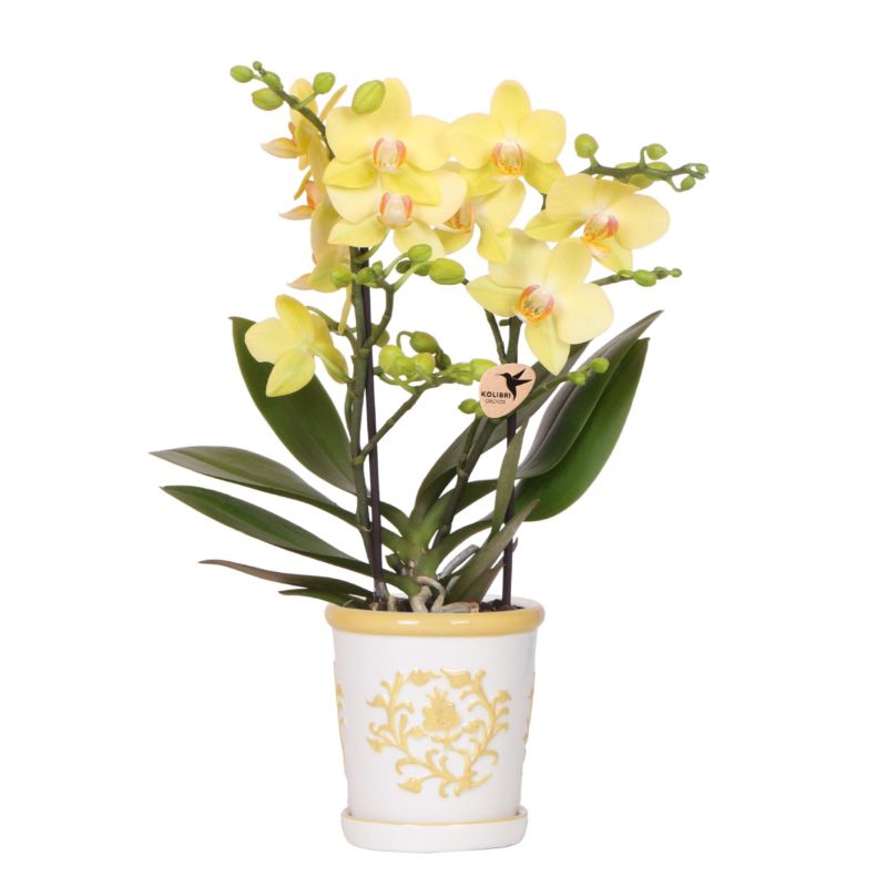 Orchidee in Ivory Elegance geel