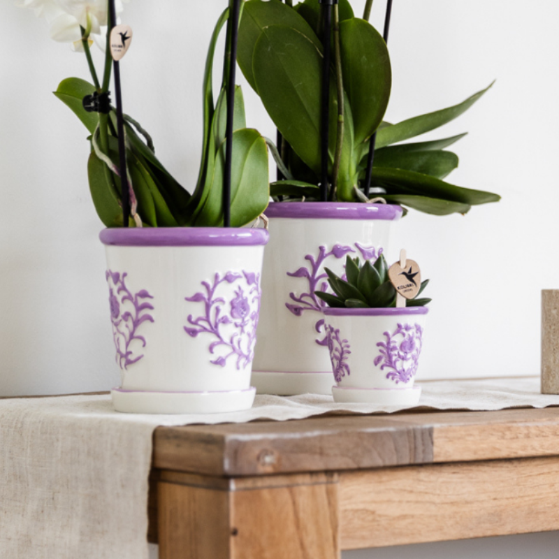 Orchidee in Ivory Elegance paars