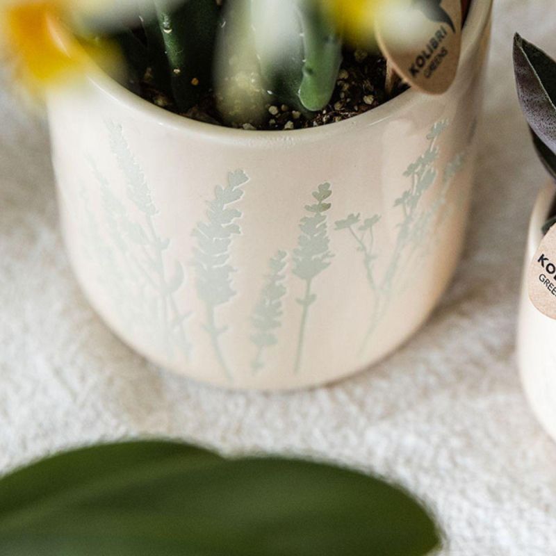 Orchidee in Misty lichtblauw