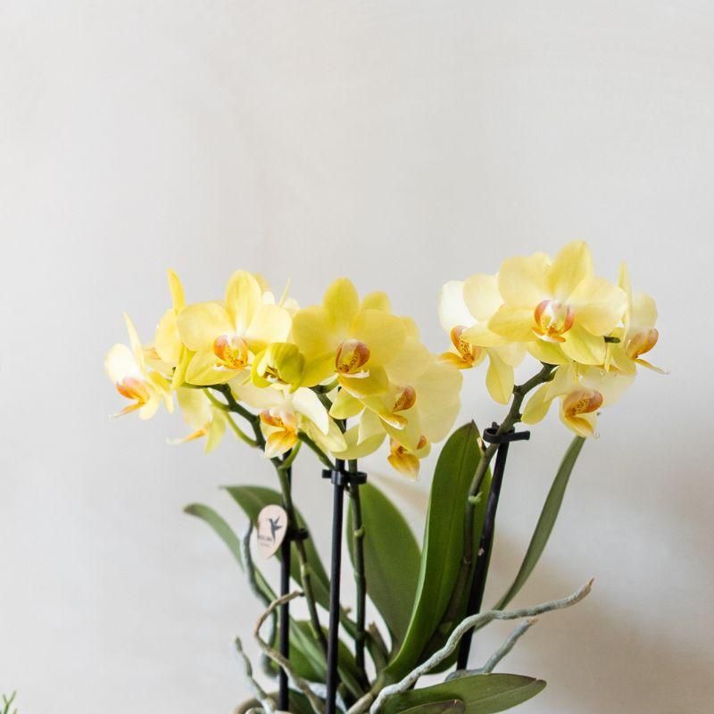 Orchidee in Misty lichtblauw