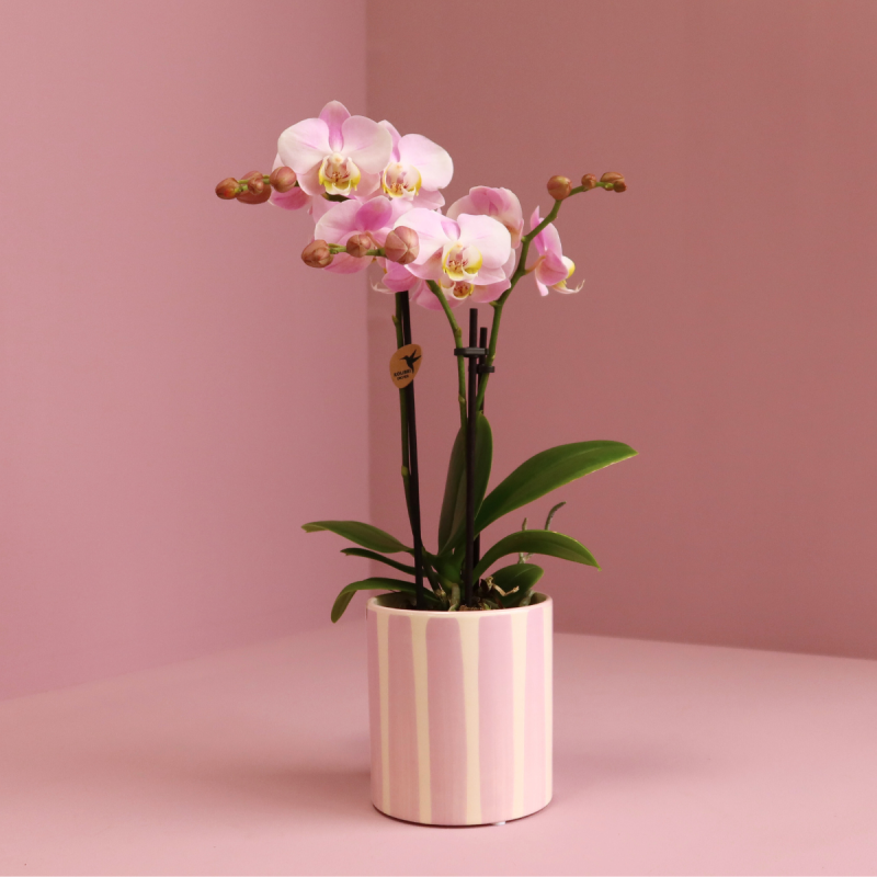 Orchidee in Painted Stripe roze