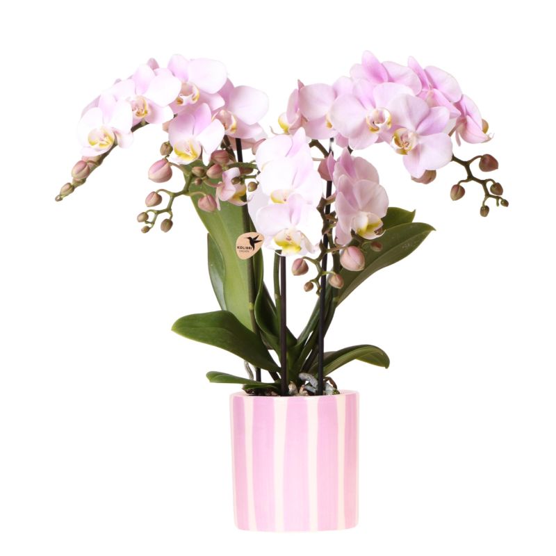 Orchidee in Painted Stripe roze