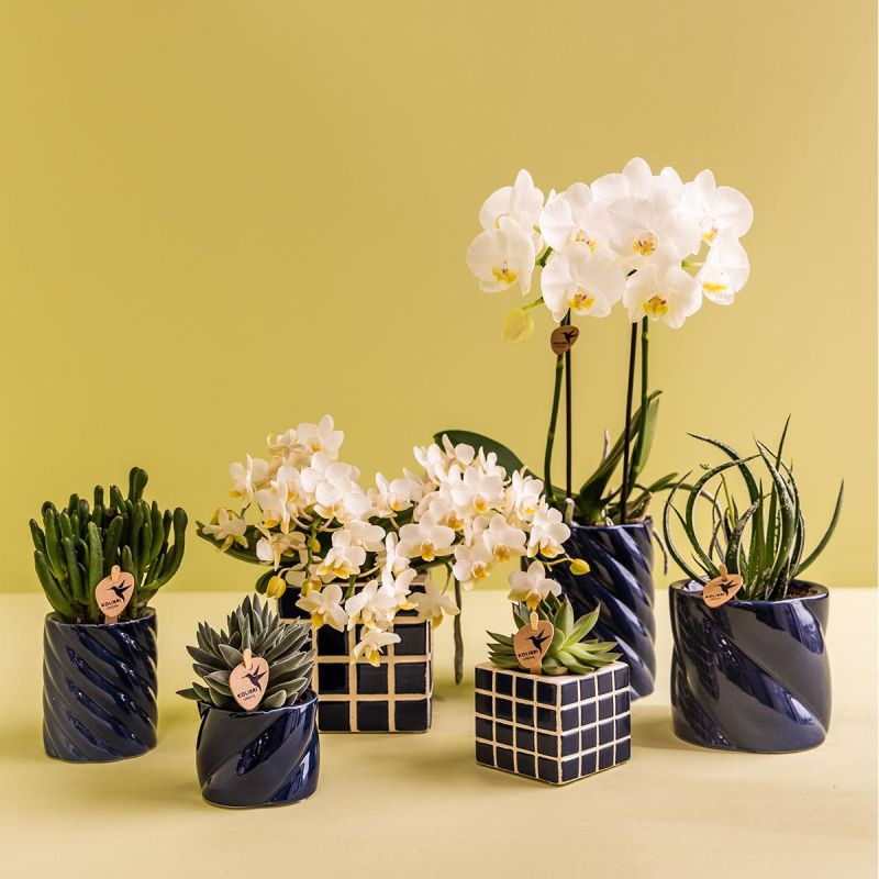 Orchidee in Spiral blauw