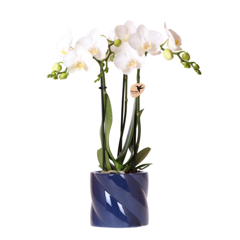 Orchidee in Spiral blauw