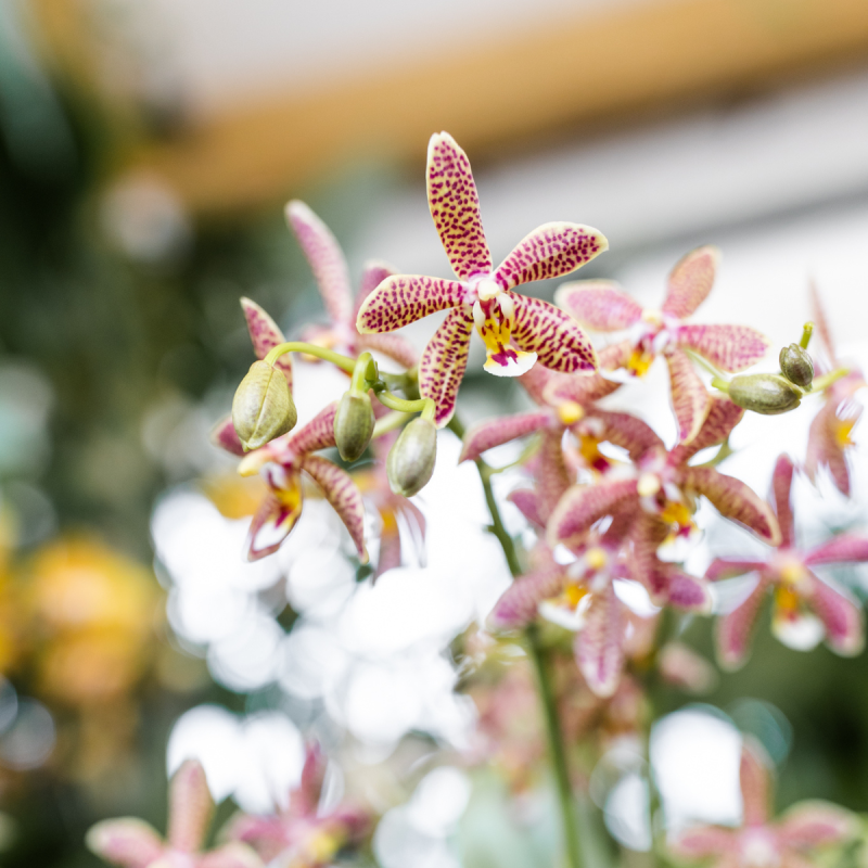 Orchidee in Sudoku beige