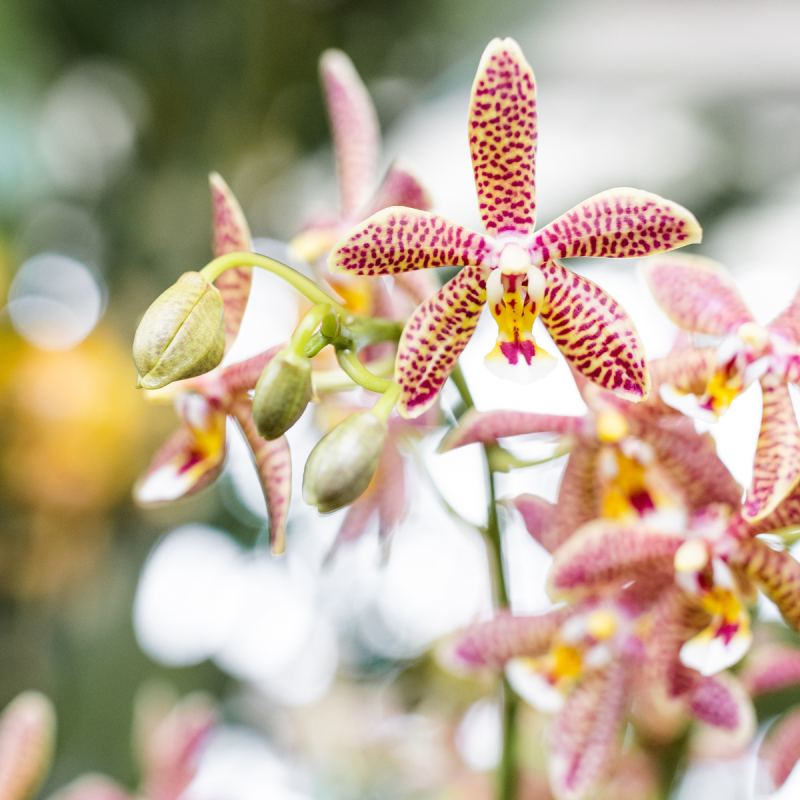 Orchidee in Sudoku beige