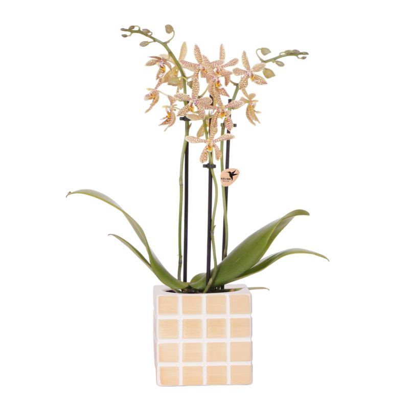 Orchidee in Sudoku beige