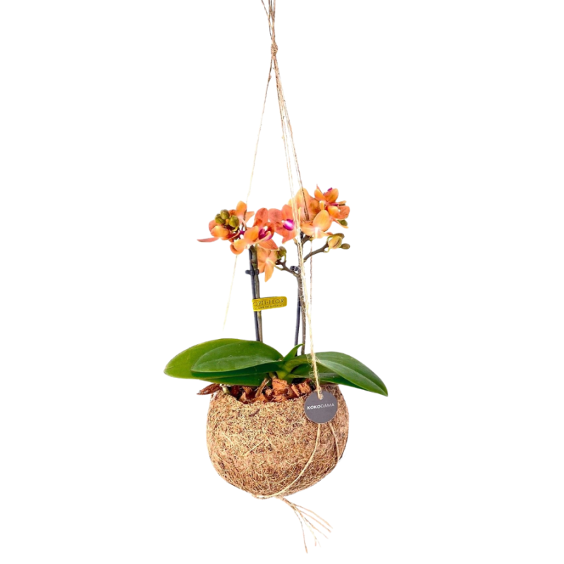 Orchidee in Kokodama