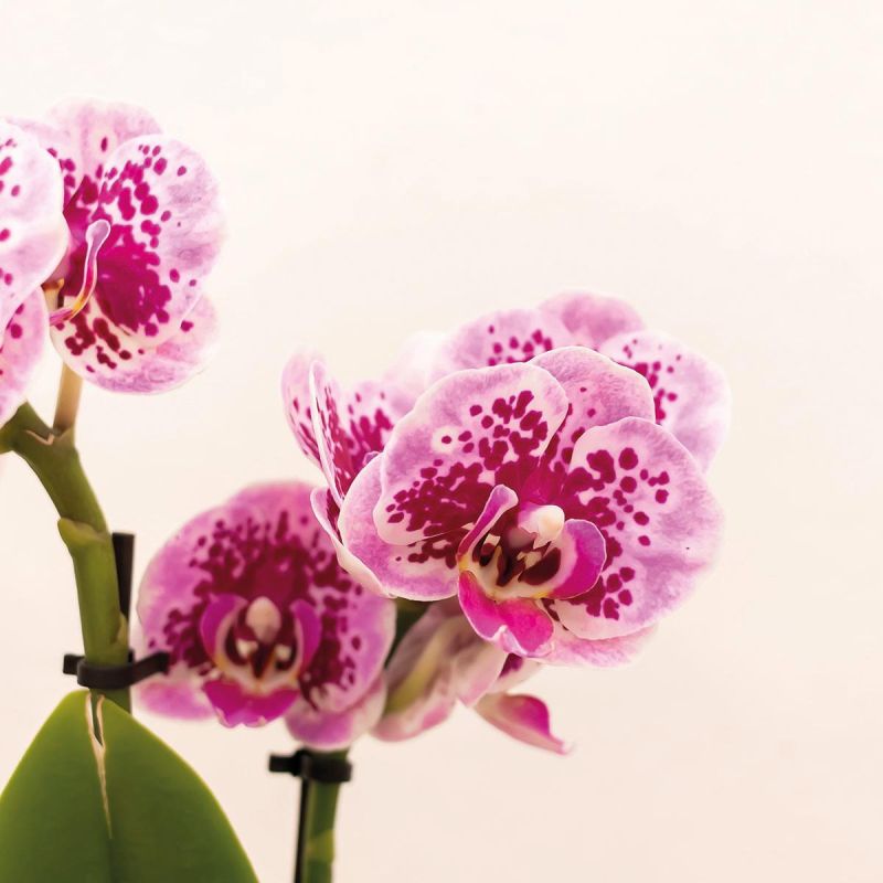 Orchidee paars in Luxury goud
