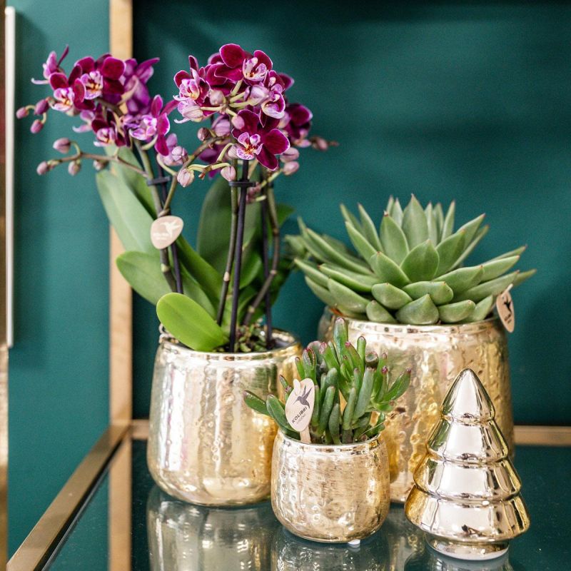 Orchidee paars in Luxury goud