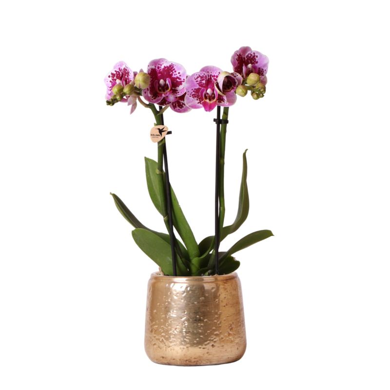 Orchidee paars in Luxury goud