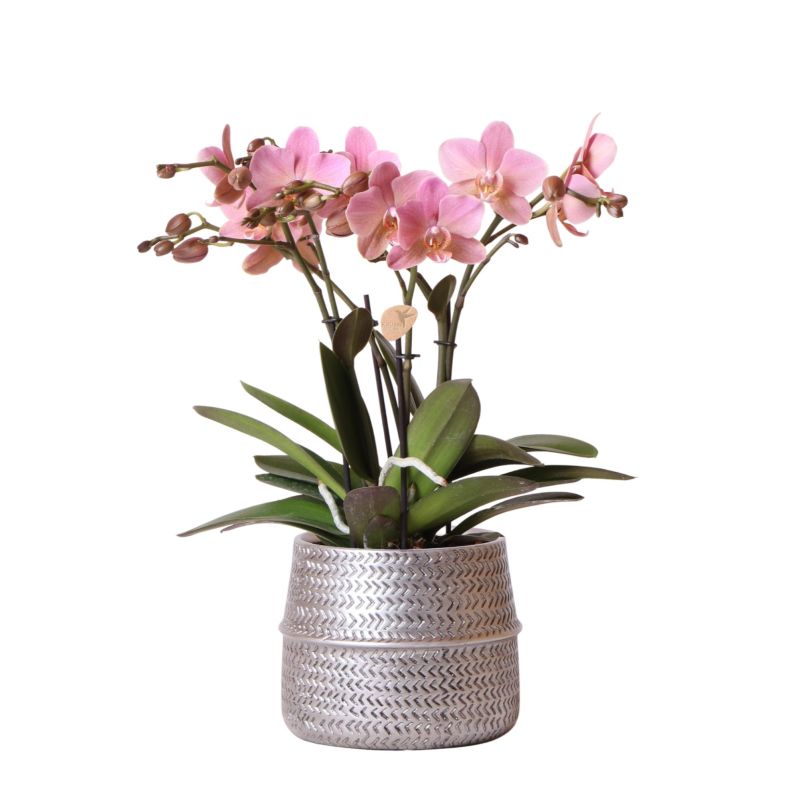 Orchidee Roze in Industrieel Zilver