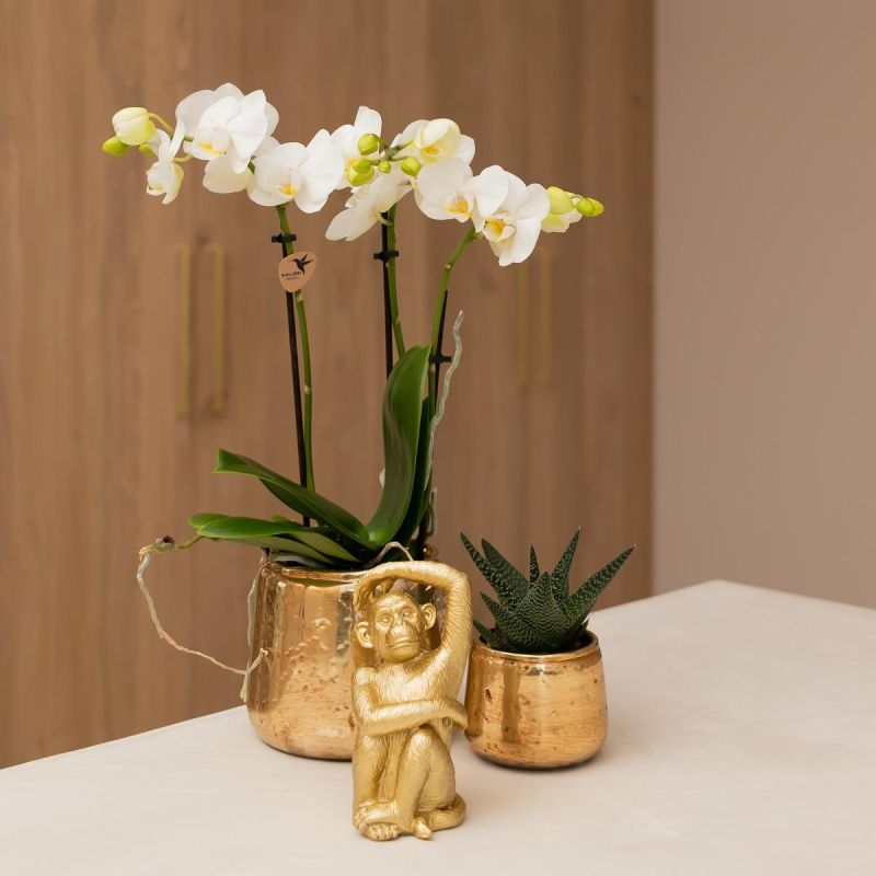 Orchidee wit in Luxury goud