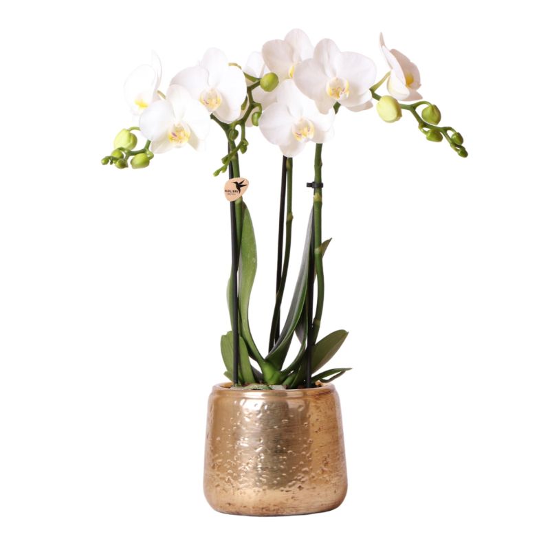 Orchidee wit in Luxury goud