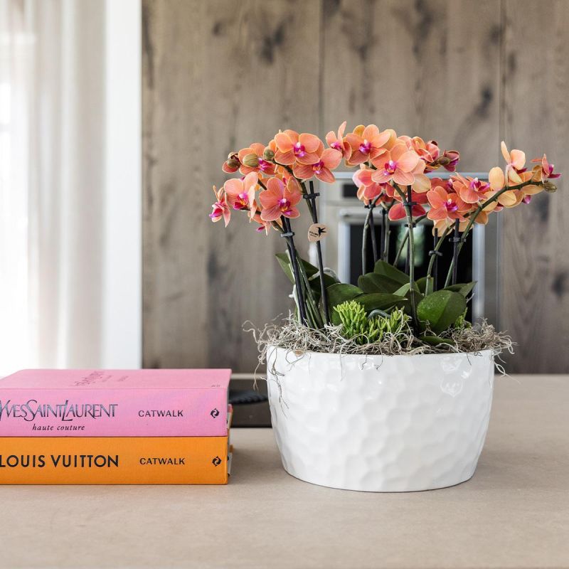 Orchideeënschaal Honeycomb Bolzano