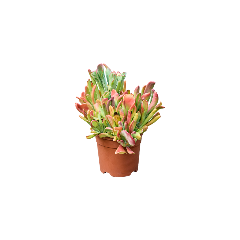 Kalanchoe Oricola
