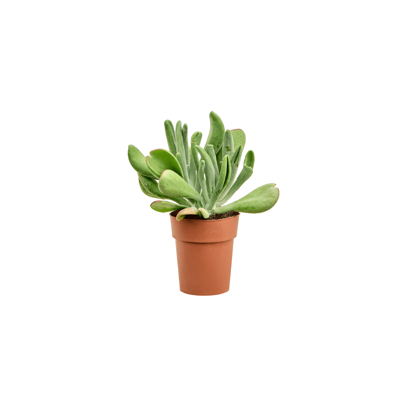 Kalanchoe beharensis Oricola