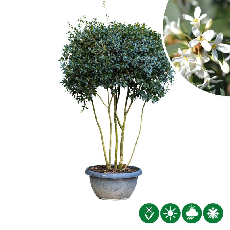 Osmanthus burkwoodii - meerstammig