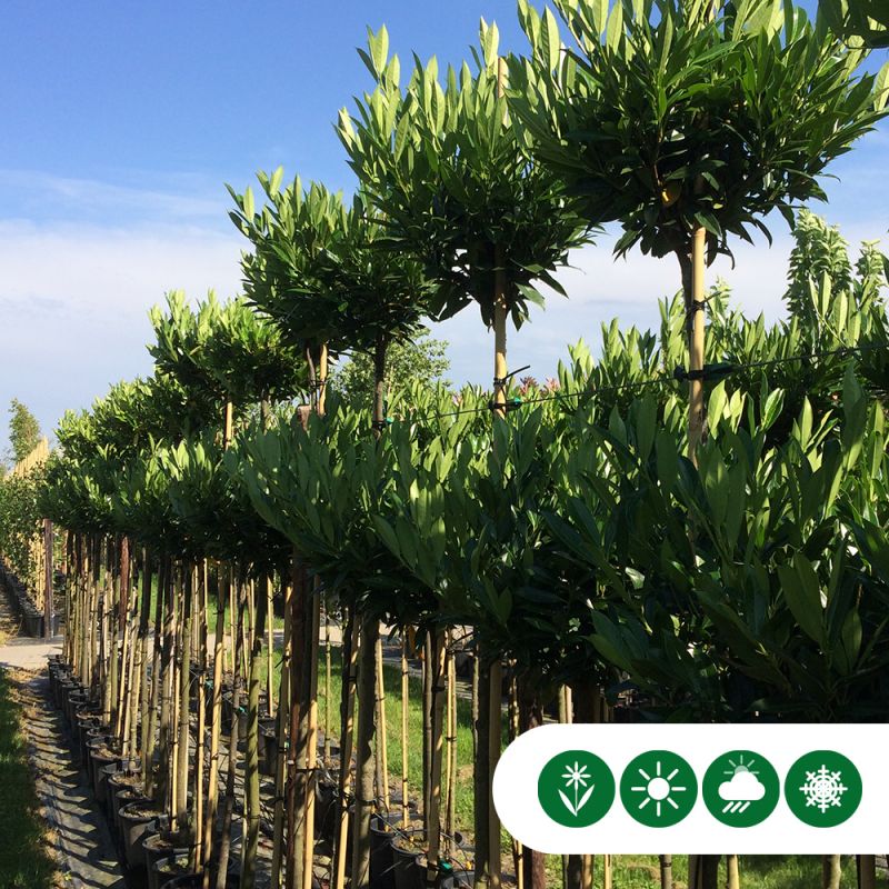 Prunus Otto Luyken - bolboom