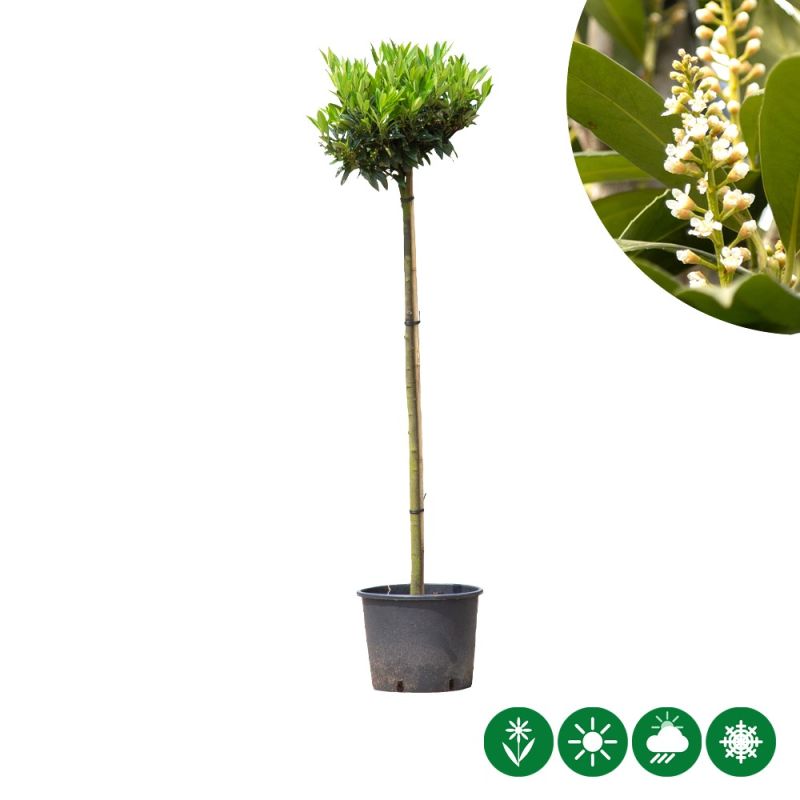 Prunus Otto Luyken - bolboom