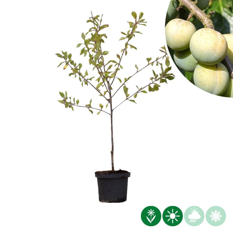 Prunus Reine Claude d'Oullins