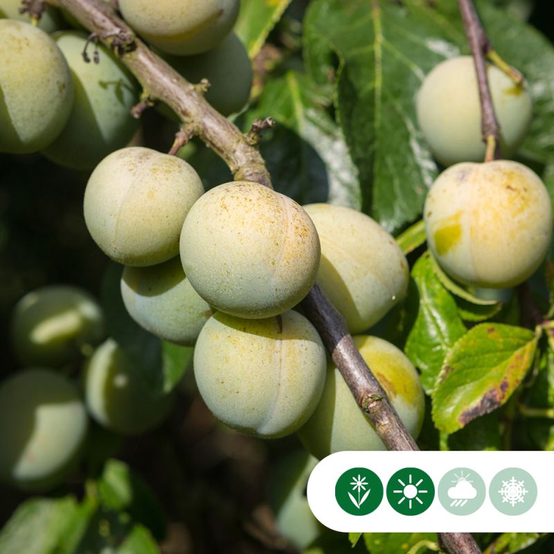 Prunus Reine Claude D'Oullins - leiboom