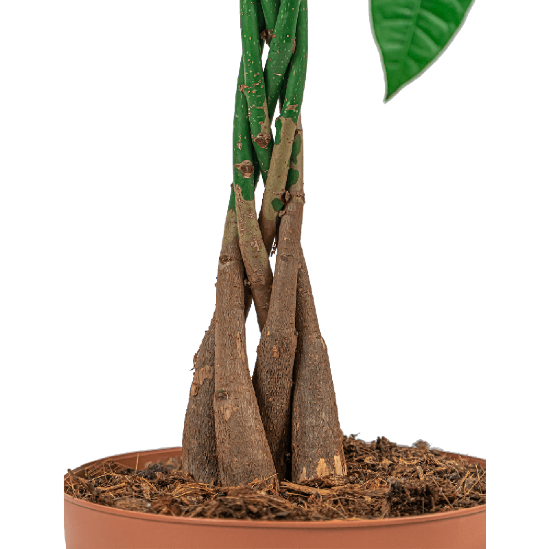 Pachira Aquatica Compact