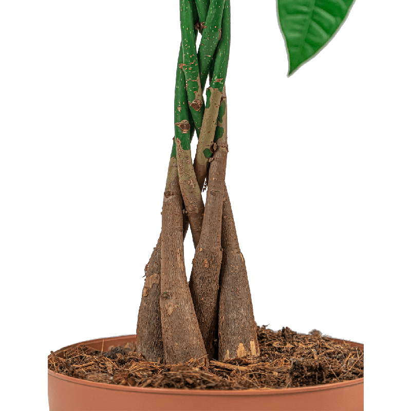 Pachira Compact